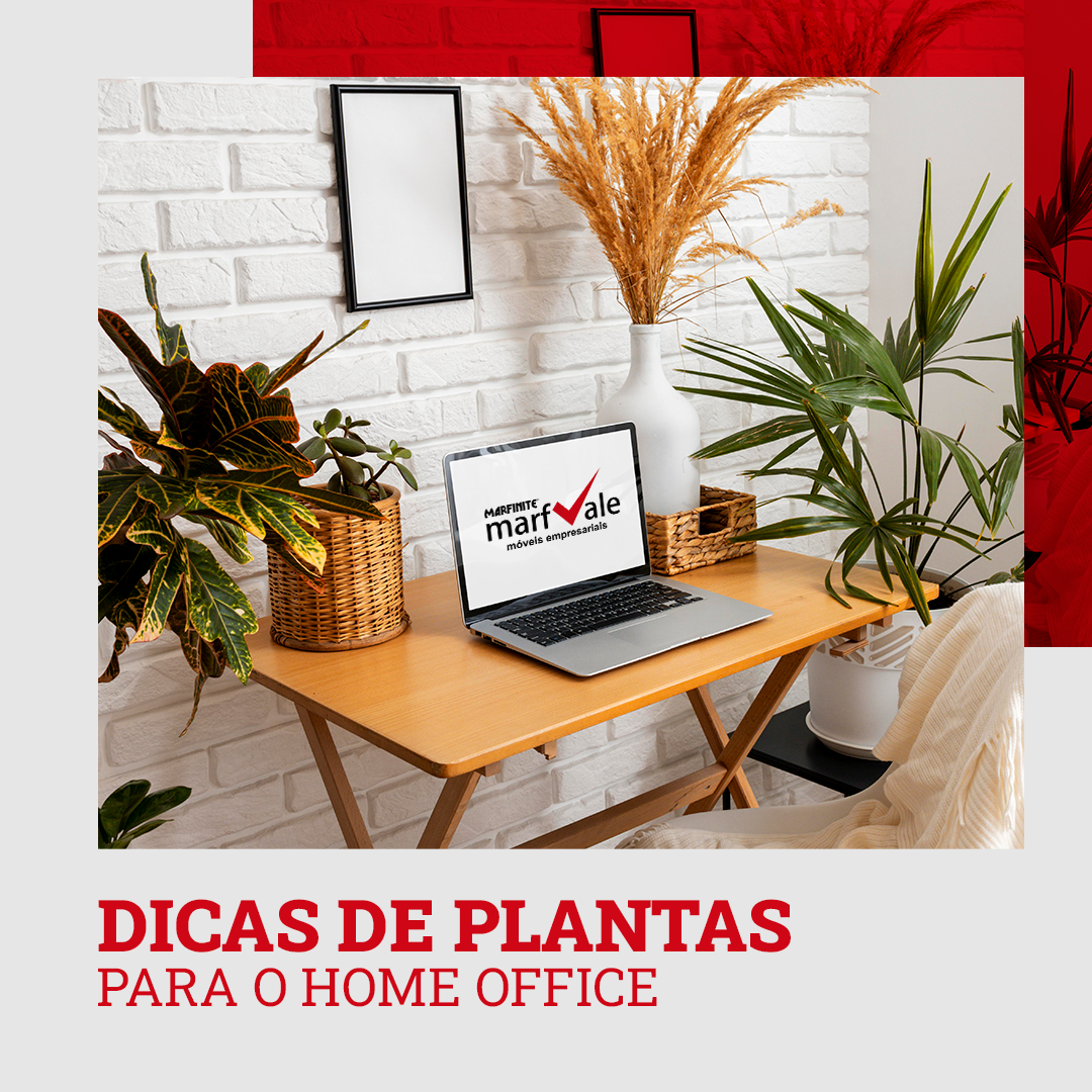 Dicas de plantas